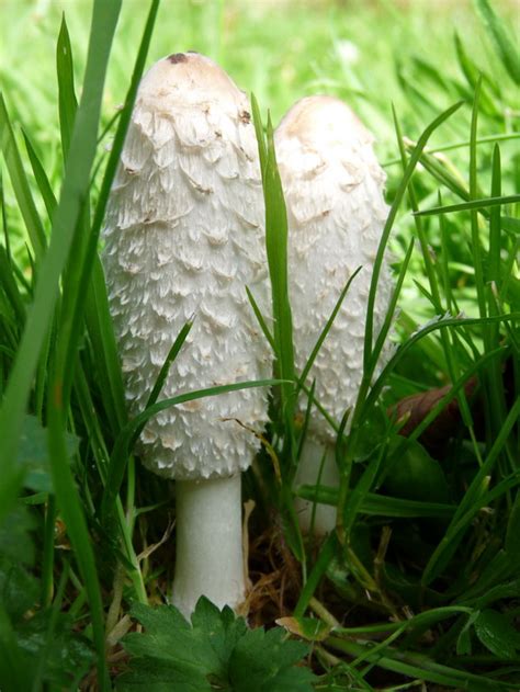 shaggy ink cap mushroom mary mcandrew