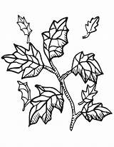 Leaves Fall Printable Coloring Autumn Popular sketch template