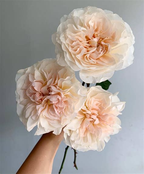 eugenie blush garden roses wedding flower types flower bouquet wedding wedding flowers roses