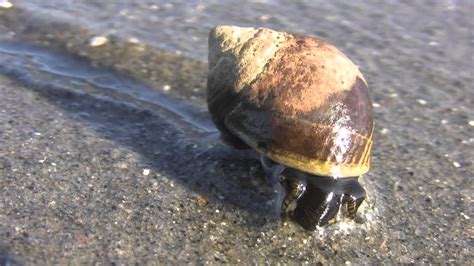 sea snails doovi
