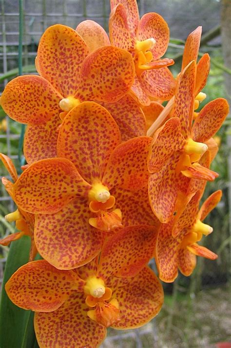 orange vanda orchid vanda orchid flowers orchids pinterest orchids light fiori orchidea