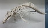 Afbeeldingsresultaten voor Dolfijn Skelet. Grootte: 168 x 98. Bron: www.zoochat.com