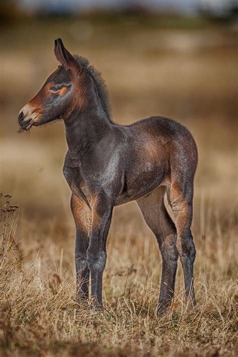 mule foal  rob stratton  px baby horses horses animals