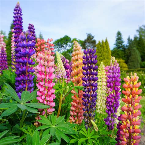 new color mix lupine plants for sale lupinus gallery mix easy to