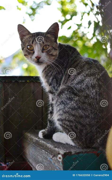 turning grey tabby shorthair mongrel cat sitting  postbox stock photo image  relaxing