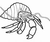 Colorat Rac Crostacei Desene Crabe Planse Hermit Coloriage Crabs Coloriages Animali Insecte Crabes Monterey Aragoste Colorier Stampare Montereybayaquarium Racul Disegnidacoloraregratis sketch template