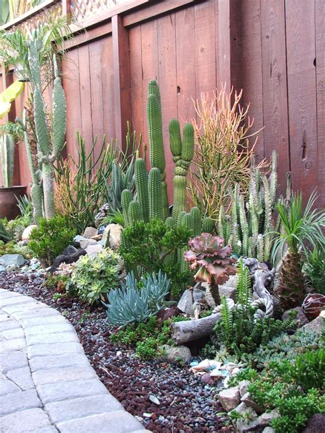 outdoor cactus garden ideas     landscape