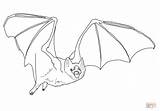 Bat Vampire Pages Coloring Template Drawing Line Printable Sketch Common Getdrawings sketch template