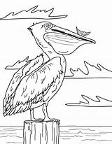 Pelican Louisiana Museprintables Onlinecoloringpages sketch template