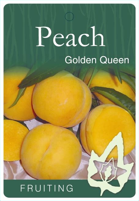Peach Golden Queen Blerick Tree Farm