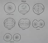 Mitosis Drawing Cell Onion Cytokinesis Answers Division Telophase Worksheet Stage Drawings Sketch Biology Paintingvalley Keywords Similiar Coloring Animal Template Plant sketch template