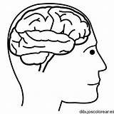 Cerebro Humano Nervios Calmar Pictogramas Pintar Cerebros Estrategias Acero Colorea Inteligencia Desarrollar Transicion Aprendizaje Cómo Exploradores Magicos sketch template