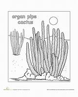 Cactus Coloring Organ Pipe Choose Board Desert sketch template