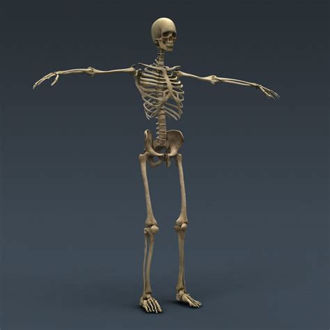 human female anatomy body skeleton internal organs 3d model cgtrader