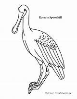 Spoonbill Roseate Coloring sketch template