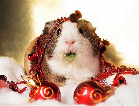 photo trick  funny christmas animals pictures