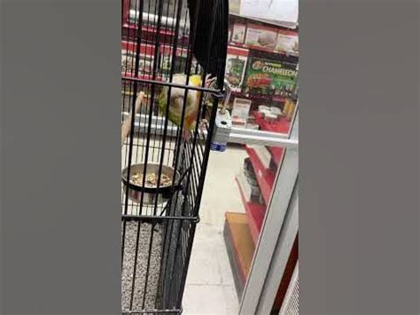 parrot attempting jailbreak shorts youtube