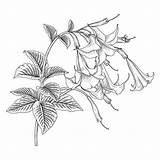 Trumpet Brugmansia Botanical Drawn Vecteezy sketch template