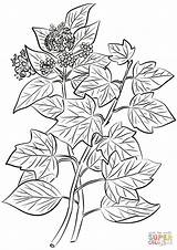 Ivy Coloring Pages Helix Hedera Common Drawing Flowers Leaves Printable Getdrawings sketch template
