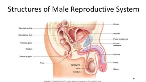 Meiosis And The Male Reproductive System