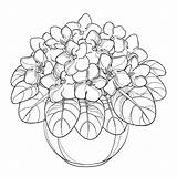 Houseplants 30seconds Saintpaulia Bouquet sketch template