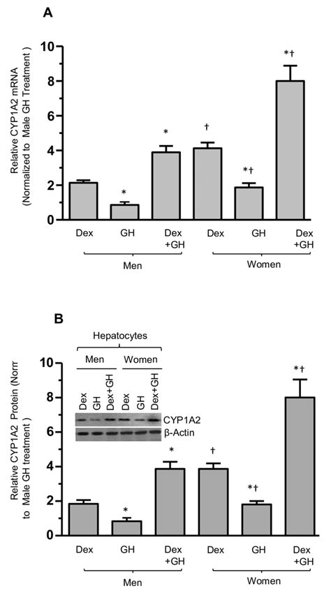 Growth Hormone And Dexamethasone Effects On Sex Dependent Regulation Of