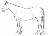 Halter Horse Coloring Comments sketch template