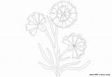 Cornflower Coloring Designlooter 1713 95kb sketch template