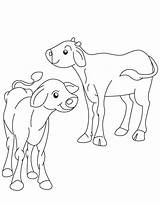 Coloring Ox Calf Two Popular sketch template