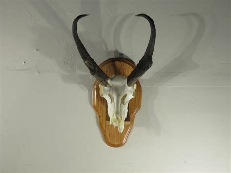 pronghorn antelope european mount  shelf plaque   mounts  sale