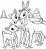 Coloring Reindeer Pages Deer Santa Tailed His Color Head Getcolorings Printable Whitetail Getdrawings Colorings sketch template
