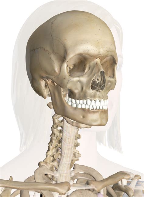 bones   head  neck interactive anatomy guide