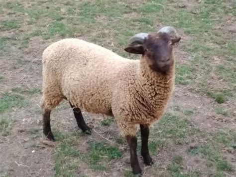 Manx Loaghtan Sheep For Sale In Wye Ashford Kent Preloved