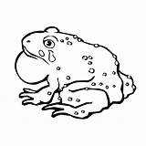 Toad Coloring Pages Color Captain Animals Printable 600px 52kb Animal Template sketch template