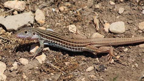 texas spotted whiptail  speedy lizard   ready  eat