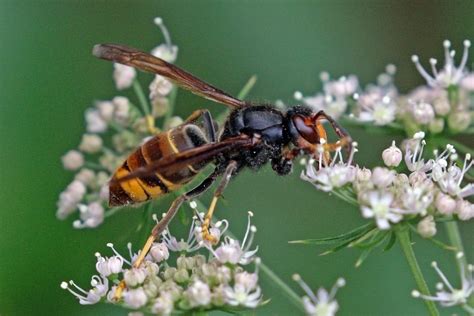 9 Sightings Of Invasive Asian Hornet Recorded In Uk Uk
