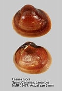 Afbeeldingsresultaten voor "lasaea Rubra". Grootte: 127 x 185. Bron: www.marinespecies.org