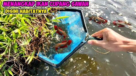 Irvan Guppy Menangkap Ikan Cupang Di Sawah Youtube