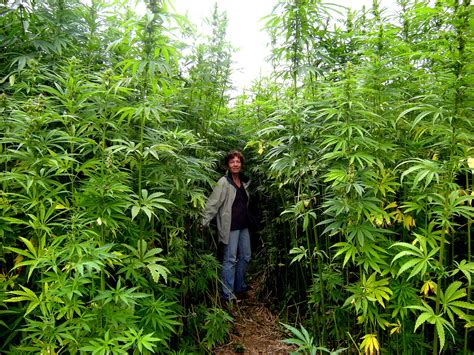 growing cannabis outdoors pots  open soil