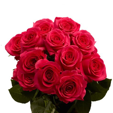 Dozen Hot Pink Roses Free Valentine S Day Delivery