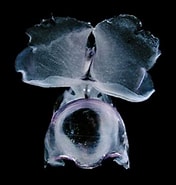 Afbeeldingsresultaten voor Diacavolinia longirostris. Grootte: 176 x 185. Bron: seaslugsofhawaii.com