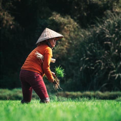 indonesia rindu petani muda iaas indonesia
