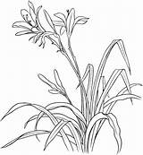 Lily Coloring Hemerocallis Spp Pages Categories Lilies sketch template