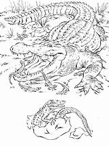Coloring Pages Realistic Animal Alligator Animals Crocodile Baby African Printable Florida Books Adults Sheets Color Kids Zoo Print Wild Detailed sketch template