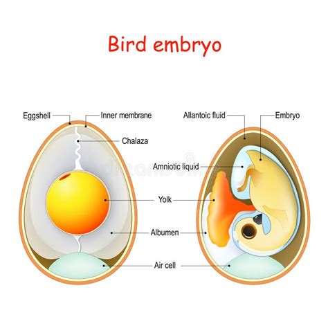 dois ovos de aves  anatomia  embriao   ovo ilustraaao de
