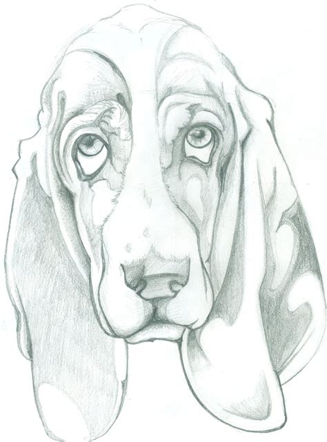 basset hound drawing  getdrawings