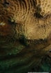 Afbeeldingsresultaten voor "agaricia Grahamae". Grootte: 74 x 106. Bron: bioobs.fr
