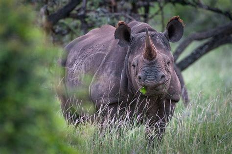 black rhinoceros sean crane photography