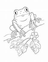 Coloring Frog Pages Rico Puerto Pepe Color Meme Frogs Kids Getdrawings Drawing Template Leaping Divyajanani sketch template