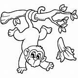 Mewarnai Monyet Sketsa Hewan Binatang Pohon Pisang Makan Diwarnai Menggambar Burung Naik Tk Sltp Paud Slta Sd Warna Kura sketch template